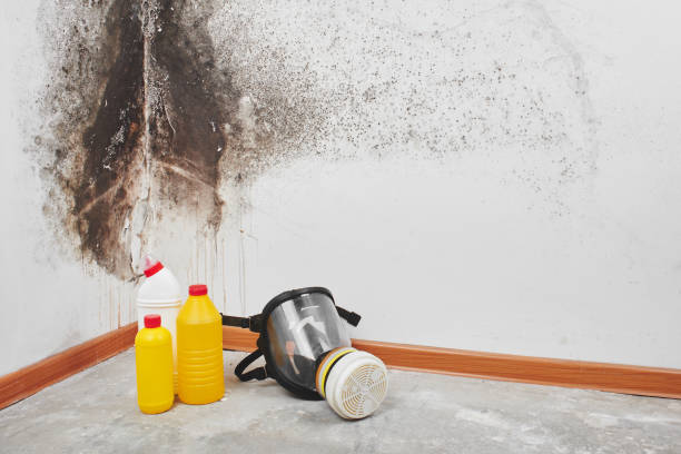 Best Emergency Mold Removal  in Happy Valley, CA