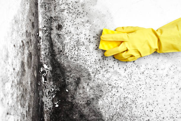 Best Mold Testing  in Happy Valley, CA