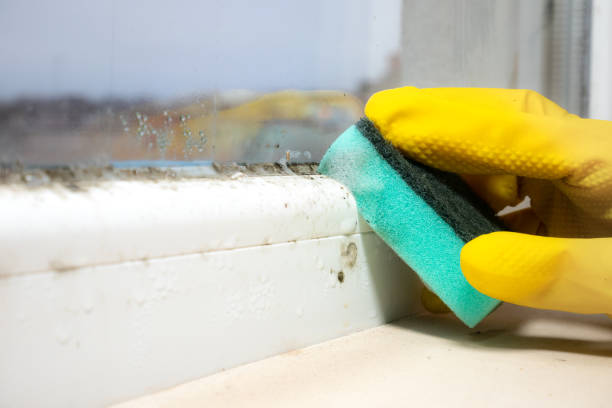 Trusted Happy Valley, CA Mold Removal Experts