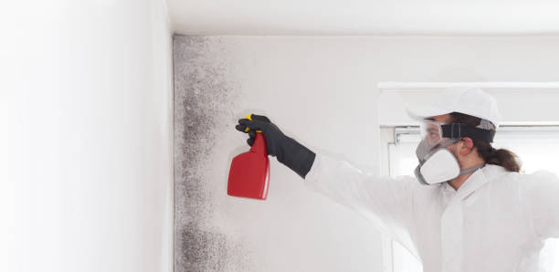 Best Home Mold Removal  in Happy Valley, CA