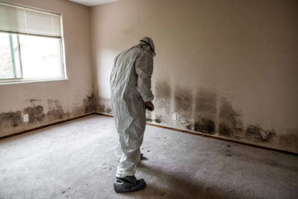 Best Black Mold Removal  in Happy Valley, CA