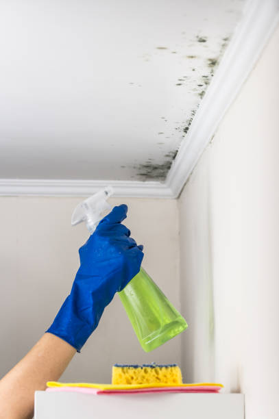Best Office Mold Removal Services  in Happy Valley, CA