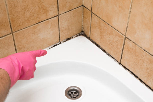 Crawl Space Mold Removal in Happy Valley, CA
